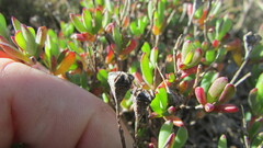 Lampranthus glomeratus