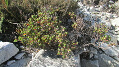 Lampranthus glomeratus