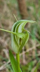 Pterostylis alpina