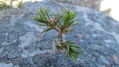 Cliffortia