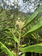 Hedychium flavescens