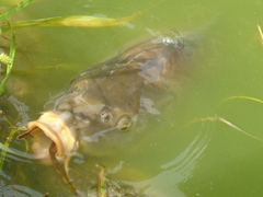 Cyprinus carpio carpio