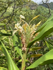 Hedychium flavescens