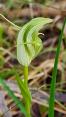 Pterostylis alpina