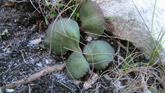 Crassula