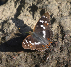 Apatura ilia