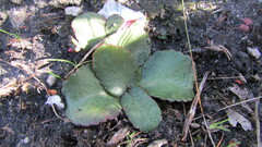 Crassula
