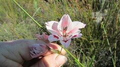 Gladiolus debilis