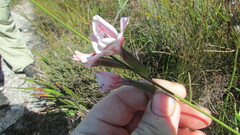 Gladiolus debilis