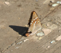 Apatura ilia