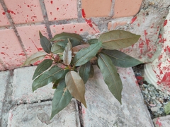 Ficus virens