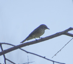 Muscicapa striata