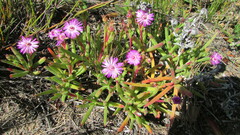 Ruschia sarmentosa