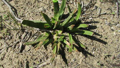 Crassula nudicaulis