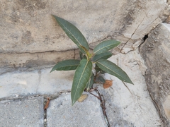 Ficus virens
