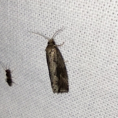Endothenia