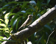 Muscicapa striata