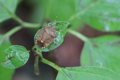 Peribalus strictus vernalis