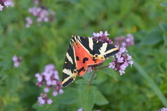 Euplagia quadripunctaria