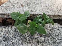 Dicliptera chinensis
