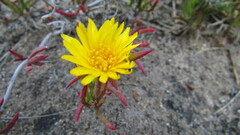 Lampranthus explanatus
