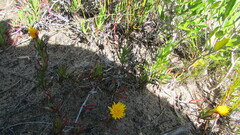 Lampranthus explanatus