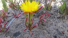 Lampranthus explanatus