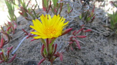 Lampranthus explanatus