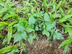 Dicliptera chinensis