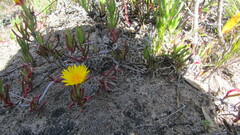 Lampranthus explanatus