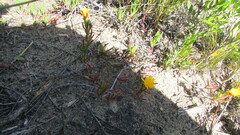 Lampranthus explanatus