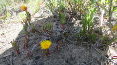 Lampranthus explanatus