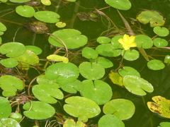 Nymphoides peltata