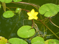 Nymphoides peltata