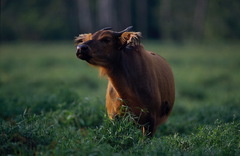 Syncerus caffer nanus