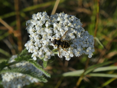 Sericomyia chalcopyga