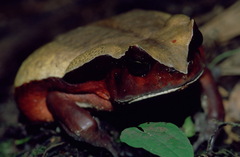 Sclerophrys superciliaris image