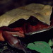 Sclerophrys superciliaris - Photo 由 Roger Le Guen 所上傳的 (c) Roger Le Guen，保留部份權利CC BY-NC