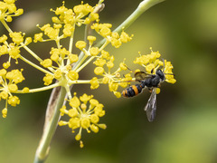 Cerceris concinna