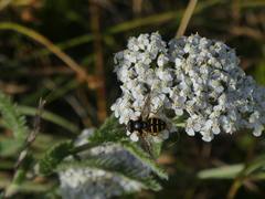 Sericomyia chalcopyga
