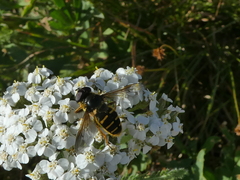 Sericomyia chalcopyga