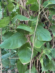 Epipremnum aureum