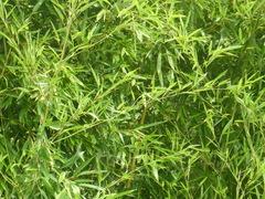 Bambusoideae