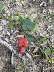 Kennedia prostrata