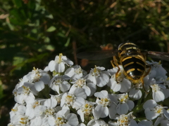 Sericomyia chalcopyga