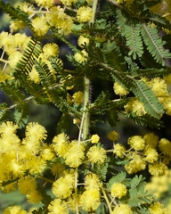 Acacia pubescens