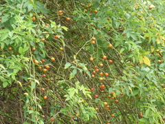 Rosa canina