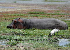 Hippopotamus amphibius