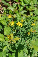Hypericum perforatum