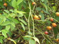 Rosa canina